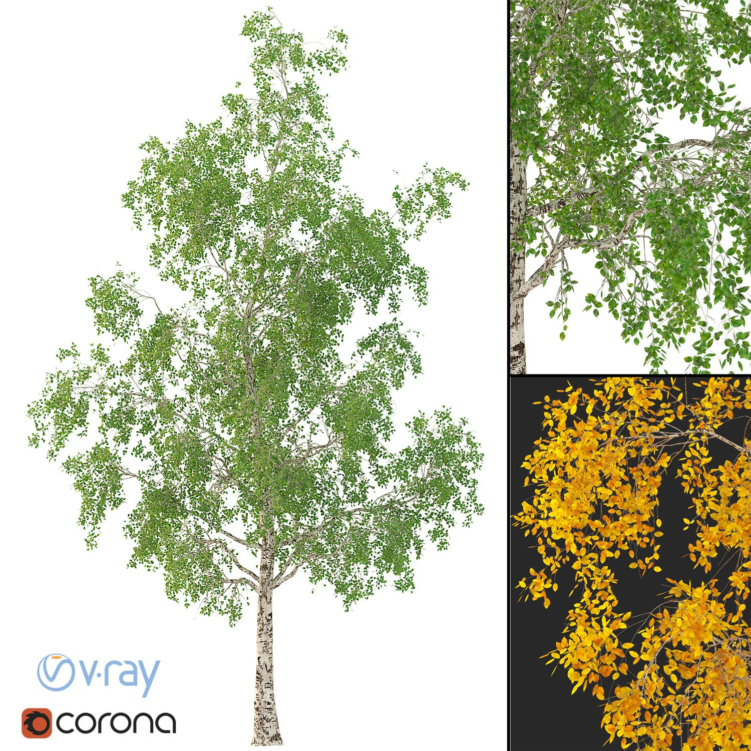 birch tree no 3 3 seasons 3D Model .c4d .max .obj .3ds .fbx .stl .blend