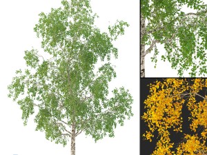 birch tree no 3 3 seasons 3D-Modell