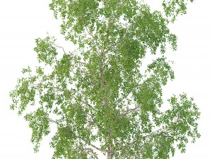 birch tree no 3 3 seasons 3D Model