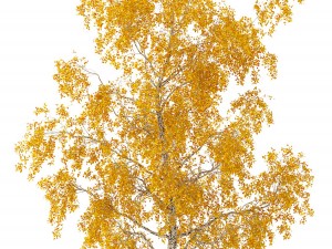 birch tree no 3 3 seasons 3D 모델