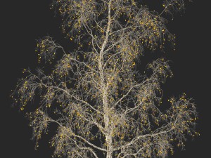 birch tree no 3 3 seasons 3D 모델