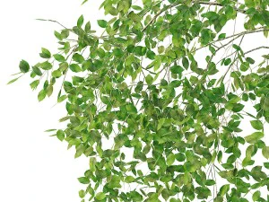 birch tree no 3 3 seasons 3D Model