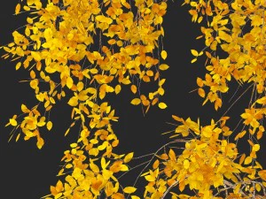 birch tree no 3 3 seasons 3D Model