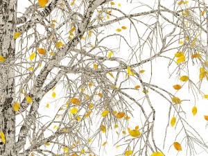 birch tree no 3 3 seasons 3D 모델
