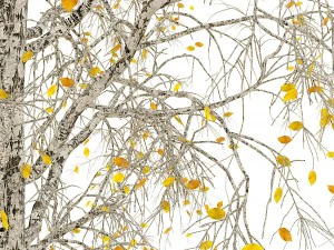 birch tree no 3 3 seasons 3D Model