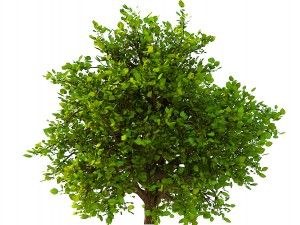 bush no 2 3 seasons 3D Model