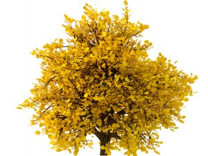 bush no 2 3 seasons 3D Model