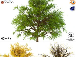 布什 1 号 3 季 3D 模型