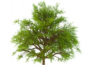 bush no 1 3 seasons 3D Model