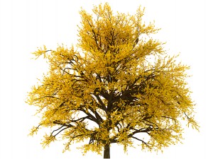 bush no 1 3 seasons Modelo 3D