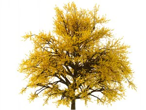 bush no 1 3 seasons 3D Model