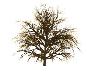 bush no 1 3 seasons Modelo 3D