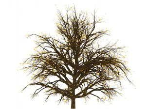 bush no 1 3 seasons 3D Model