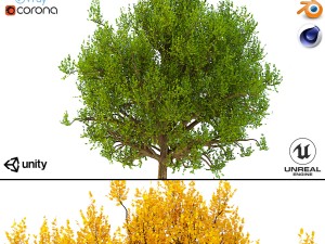 bush no 3 3 seasons 3D-Modell