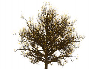 bush no 3 3 seasons 3D Model