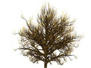 bush no 3 3 seasons 3D Model