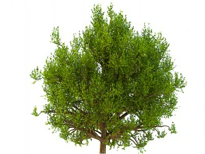 bush no 3 3 seasons 3D Model