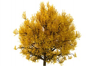 bush no 3 3 seasons 3D Model