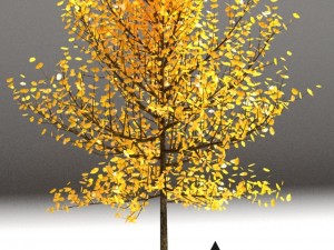 realistic tree 3D Model