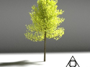 realistic tree 2 Model 3D