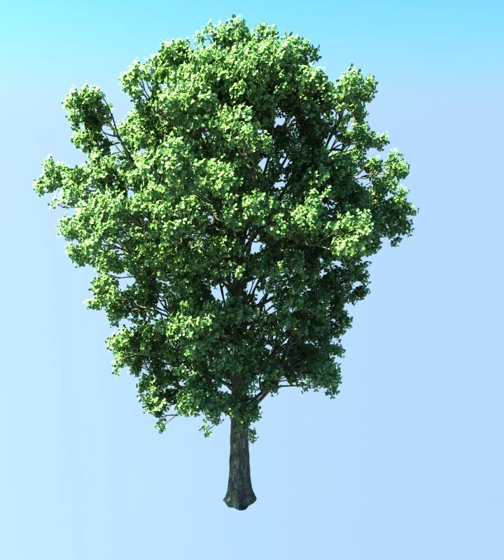 populus tree 3D Model .c4d .max .obj .3ds .fbx .stl .blend 