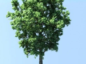 ポプラの木 3Dモデル