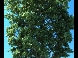 populus tree Modèle 3D