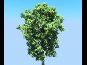 populus tree Modèle 3D