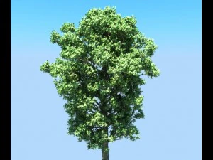 populus tree 3D Model
