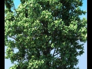 populus tree Modèle 3D