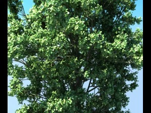 populus tree 3D Model