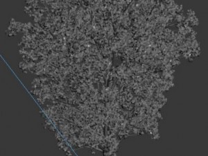 populus tree Modèle 3D