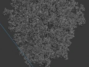 populus tree 3D Model