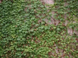 ivy - grapes CG Textures