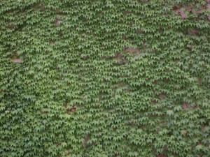 ivy - grapes CG 텍스쳐