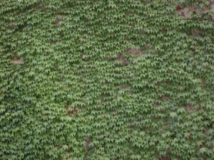 ivy - grapes CG Textures