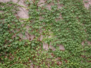 ivy - grapes CG Textures