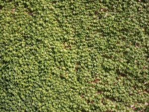 ivy - grapes CG 텍스쳐
