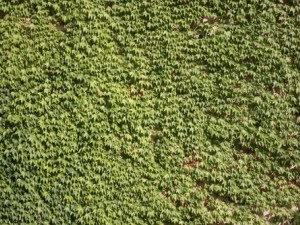 ivy - grapes CG Textures