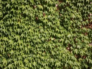 ivy - grapes CG Textures