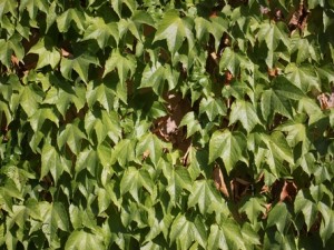 ivy - grapes CG 텍스쳐