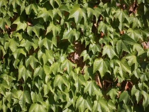 ivy - grapes CG Textures