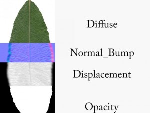 leaf Texturas CG