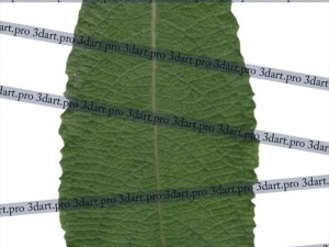 leaf CG Текстури