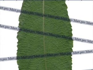 leaf CG Textures