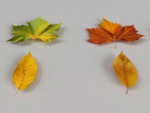 dead autumn leaves 3D 모델