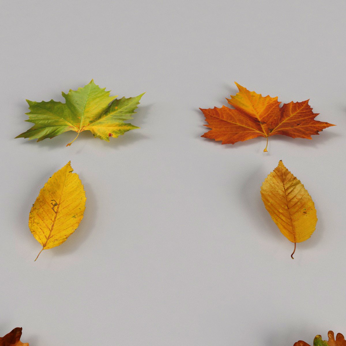 Leaves model. Осенние листья 3д. Лист 3д. Осенние листья в уголке слева сверху. Как сделать 3д лист дерева.