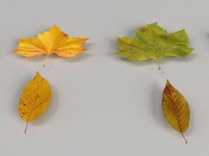 dead autumn leaves 3D 모델