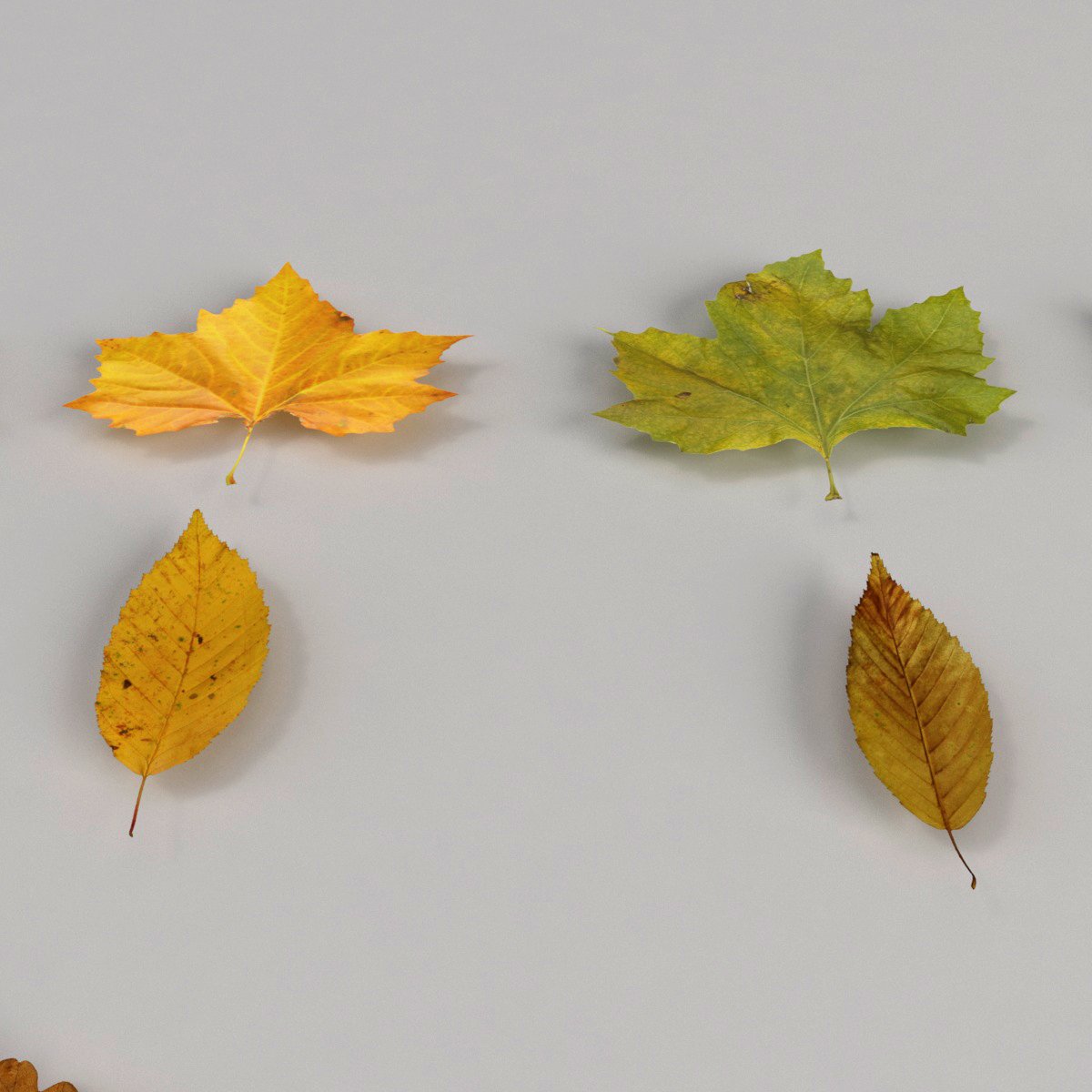 Leaves model. Осенние листья 3д. Бумажная модель листья дерева. Модельный лист. Leaves 3d model.