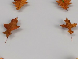dead autumn leaves 3D 모델
